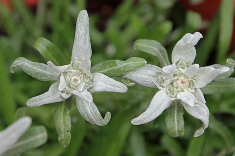 Edelweiss après taille
