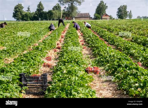 Vue panoramique d'un champ de fraises en pleine période de récolte printanière