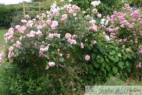 Rosier Colette en pleine floraison