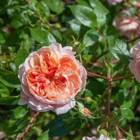 Détail des fleurs du rosier Colette