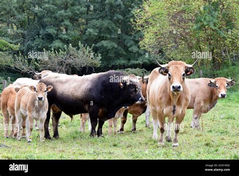 Troupeau de vaches Aubrac dans un champ sans labour