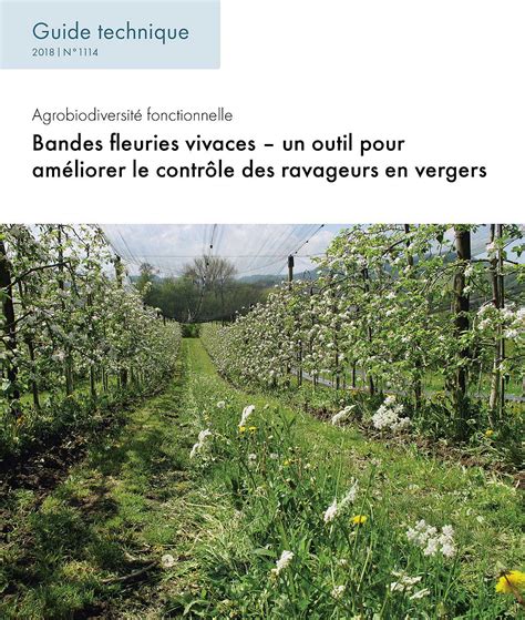 Plantes hôtes et bandes fleuries pour insectes auxiliaires
