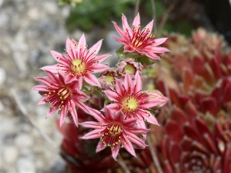Une rosette de joubarbe aux nuances orangées intenses baignée par la lumière du soleil