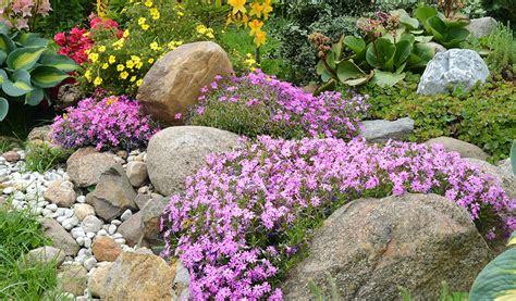 Un massif de succulentes rustiques diversifiées dans un jardin de rocaille