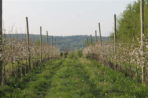 Schéma d'aménagement d'un verger diversifié incluant des cognassiers et des plantes compagnes