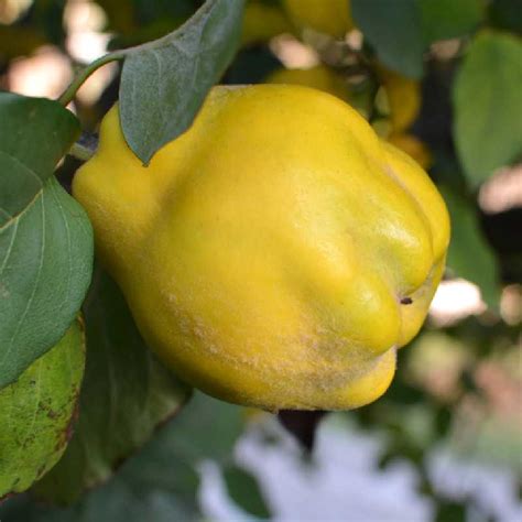 Photographie macro d'un fruit de cognassier Champion du Vranja à maturité