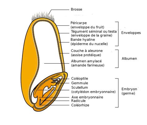 Schéma illustrant la structure d'un grain de blé : embryon, albumen et enveloppe
