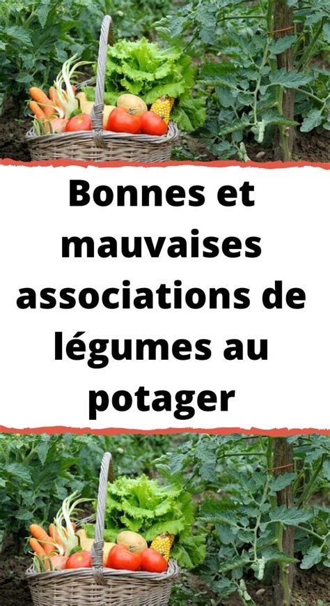 Schéma des bonnes et mauvaises associations pour le radis au potager