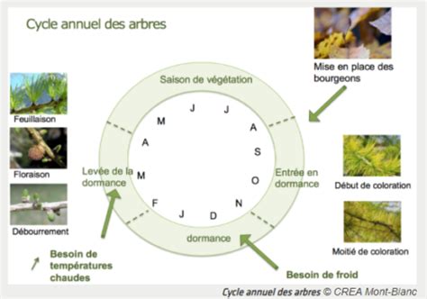 Schéma du cycle annuel de l'Hibiscus moscheutos