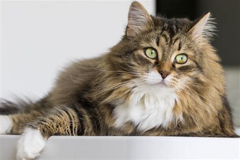 Chat sibérien argenté et blanc assis près d'un petit bonsaï posée près d'une fenêtre