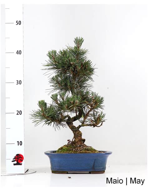 Un bonsaï de Pinus thunbergii mature mettant en valeur son écorce craquelée et son style dynamique