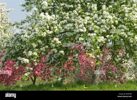Jardin familial avec des arbres fruitiers en fleurs