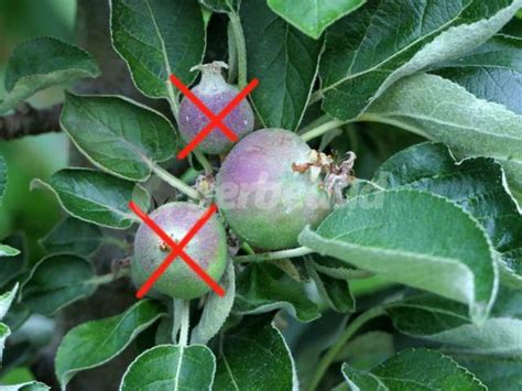 Éclaircissage des fruits sur un pommier