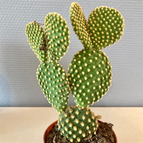 Diagramme illustrant la classification des cactus inermis et subinermis
