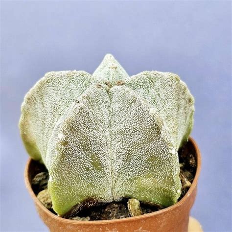 Visuel comparatif de l'Astrophytum myriostigma et de l'Echinopsis subdenudata