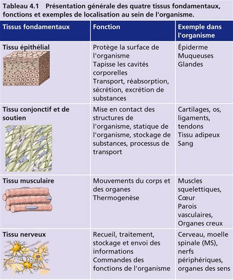 Différents types de guidons pour débroussailleuses