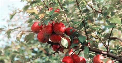 Variété d'arbres fruitiers pour le jardin