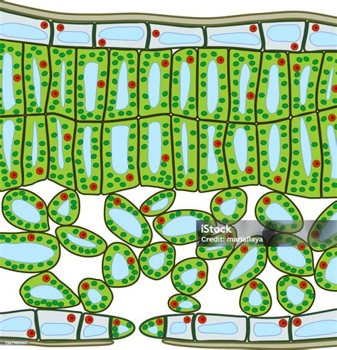 Illustration détaillée de la structure des feuilles de Bryophyllum montrant la formation des bulbilles sur les marges