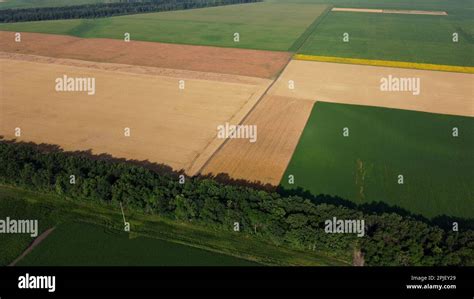 Champs avec différentes cultures d'engrais verts
