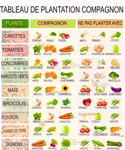 Tableau des associations de plantes bénéfiques au potager
