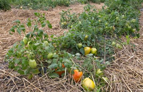 Plant de tomate non tuteuré s'étalant sur le sol
