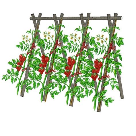 Portique en V pour tuteurage de tomates