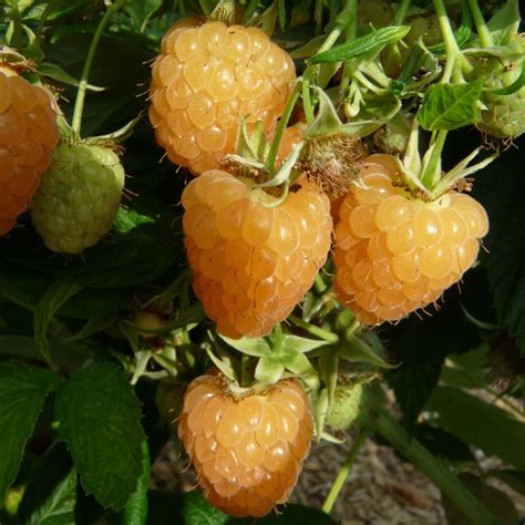 Illustration d'un framboisier Autumn Amber® chargé de fruits jaunes