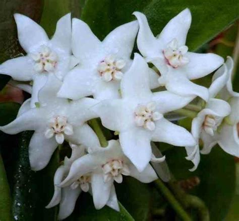 Photo d'une Fleur de cire (Hoya) sur un treillis en bambou, exemple de végétalisation intérieure