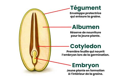 Schéma illustrant la structure d'une graine : embryon, réserves nutritives et tégument protecteur