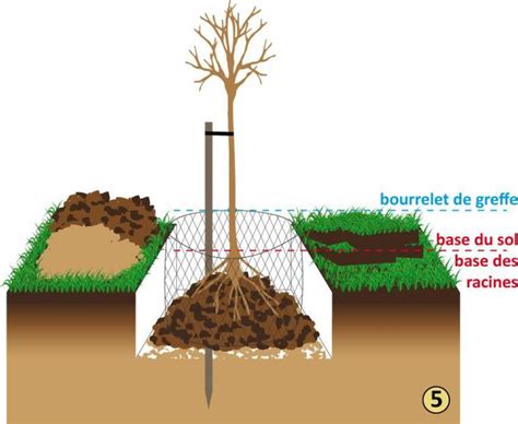 Diagramme montrant la disposition des échalas autour des touffes de framboisiers