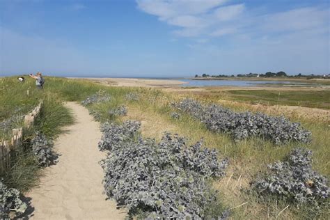Plantes du littoral breton adaptées au vent et au sel