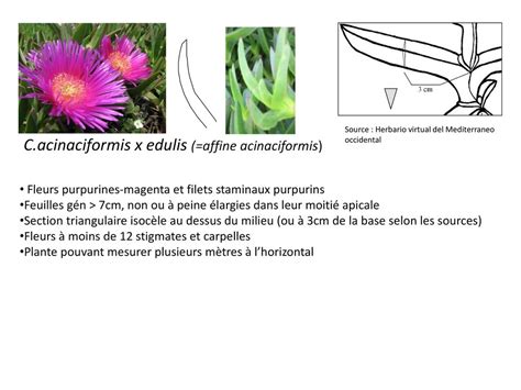 Comparaison de coupes de feuilles de Carpobrotus edulis et C. acinaciformis