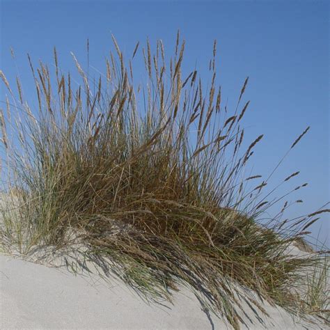 Oyat des dunes fixant le sable d'une dune