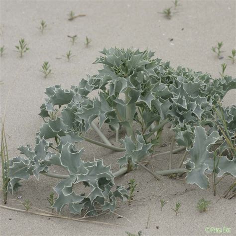 Panicaut maritime et insectes pollinisateurs