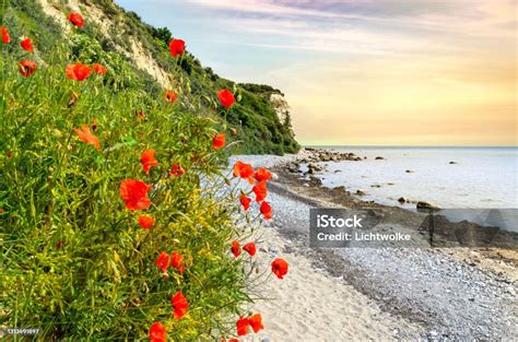 Coquelicot de mer sur une dune