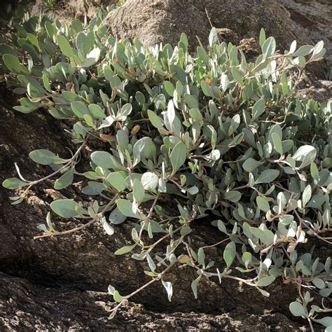 Obione portulacoides en milieu salin