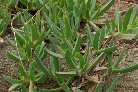 Feuilles de Carpobrotus acinaciformis (coupe triangulaire isocèle)