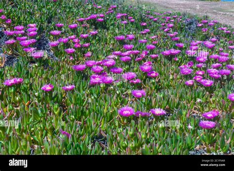 Fleurs de Carpobrotus acinaciformis avec insectes
