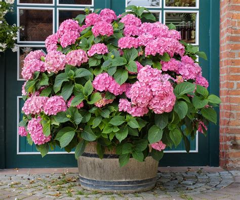 Fleurs d'Hortensia Love You Kiss