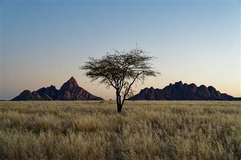 Arbre d'if solitaire dans un jardin
