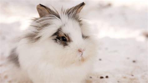 Lapin angora avec une fourrure longue et blanche