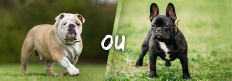 Différences entre l'Angora Français et l'Angora Anglais