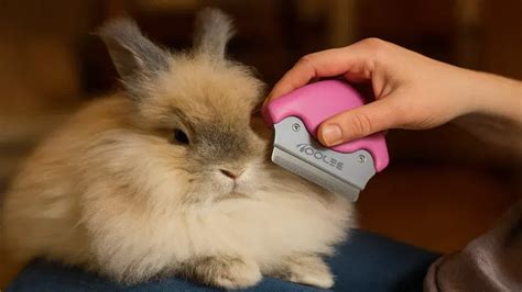 Lapin angora se faisant brosser délicatement