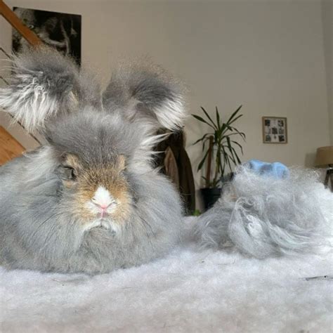 Lapin angora après une tonte partielle