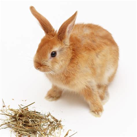 Lapin angora mangeant du foin frais