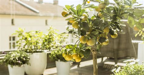 emplacement idéal citronnier balcon
