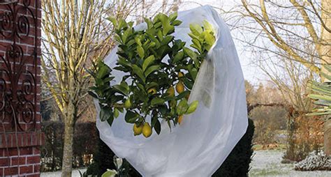 citronnier sous voile hivernage