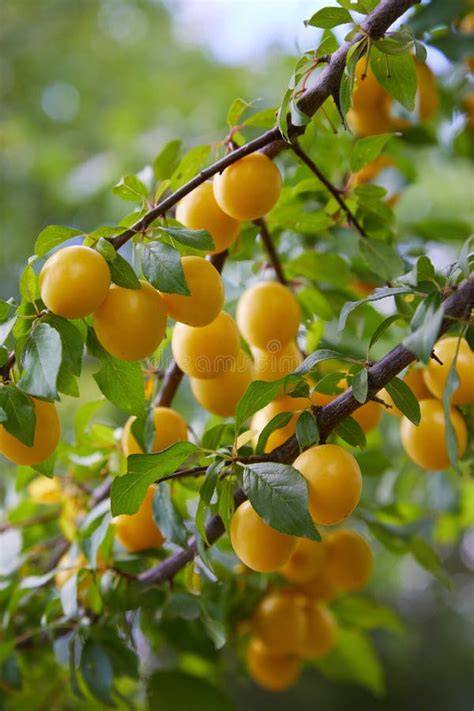 Illustration de prunes mûres sur un arbre