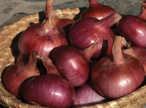 Variétés d'oignons pour la culture