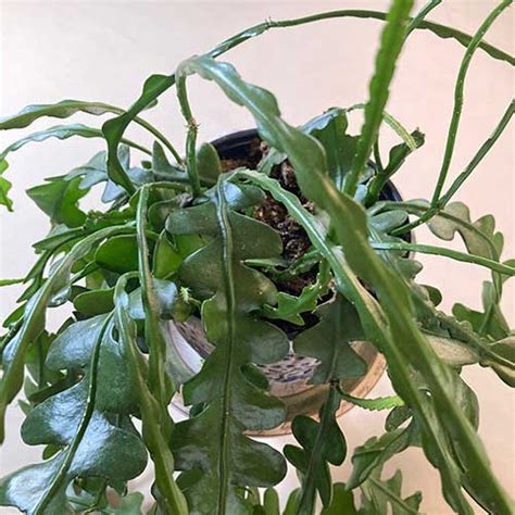 Cactus zigzag Epiphyllum anguliger